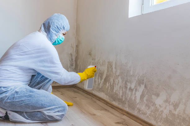 Licensed Mold Removal service in Paramus, NJ - 24 Hour Mold Removal